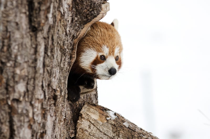 Bamboo Species