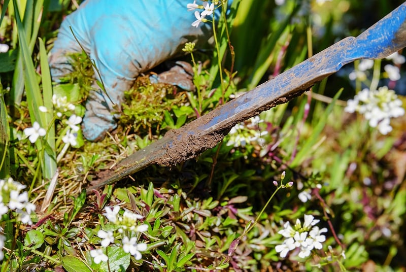 Weeding Strategies