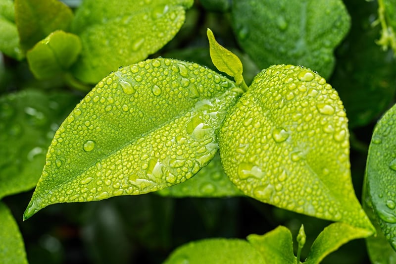 Greenery in Garden